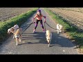 Lusyja - the best dogs labrador retriever