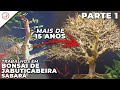 Poda de ramificao e transplante em jabuticabeira sabar  parte 1  studio bocabello