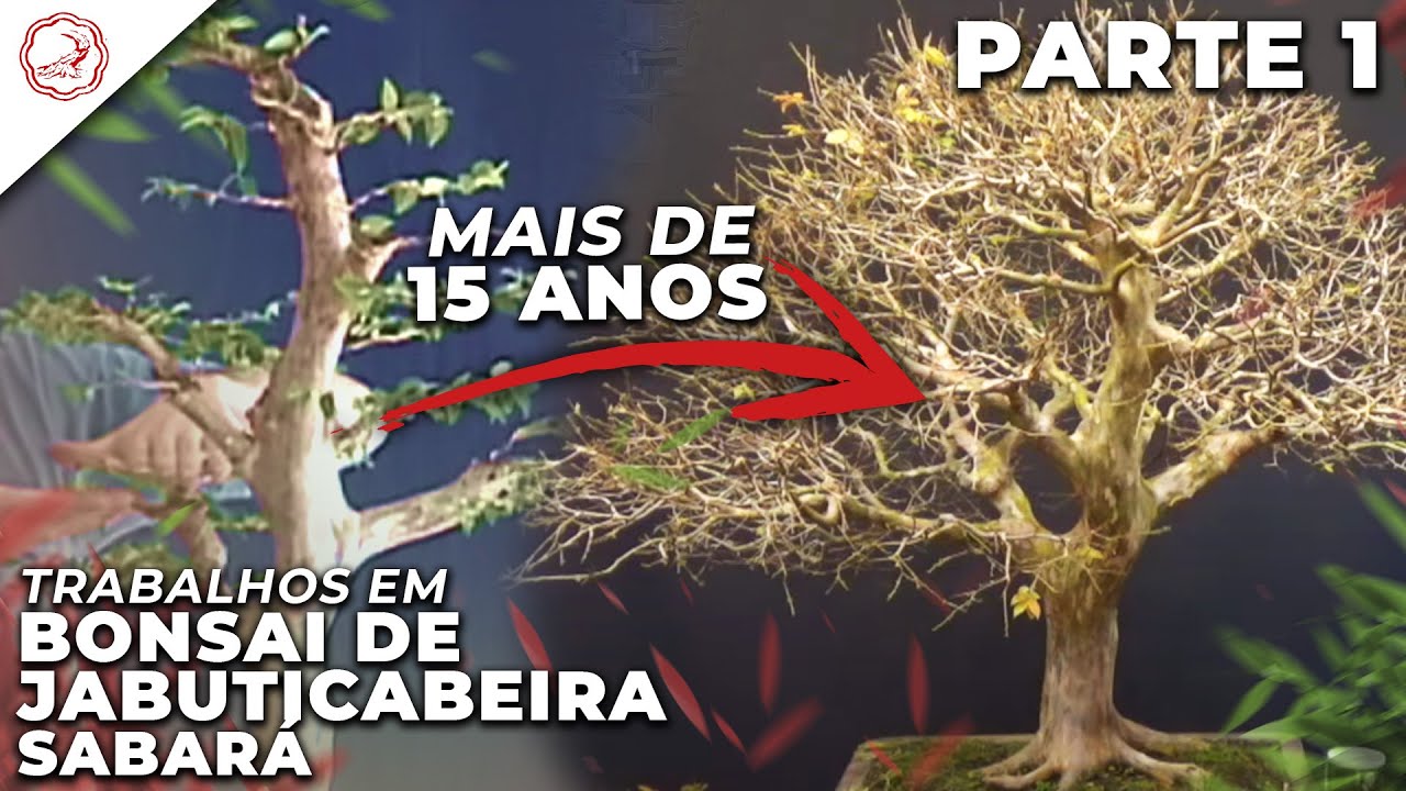 Poda de Ramificação e Transplante em Jabuticabeira Sabará - PARTE 1 | Studio Bocabello