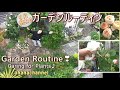 【ガーデンルーティン】お庭の手入れ❕バラの季節５月下旬編🌺Garden Routine! Caring for Plants🌱