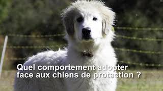 Quels comportements à adopter face aux chiens de protection des troupeaux.