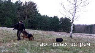Как научить собаку возвращаться на место | Урок 16 видеокурса «Растем вместе» Как научить собаку возвращаться на место | Урок 16 видеокурса «Растем вместе»