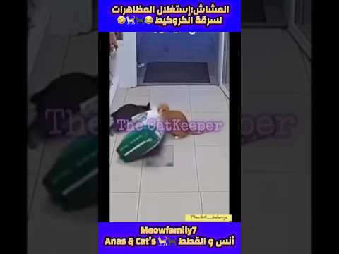 مشاش الجيل زد حقهم خداوه بيديهم هههه 7 أبو القطط   مش بسه اكسبلور مشة