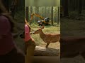 a dwarf woman vs a deer, whos won a salad!? #shorts #funny #animals