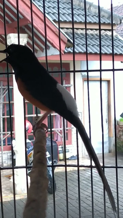 Suara ngukluk alam murai batu
