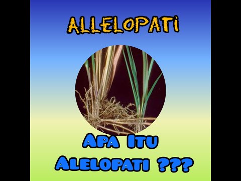 Video: Tumbuhan Alelopati - Apa Itu Alelopati