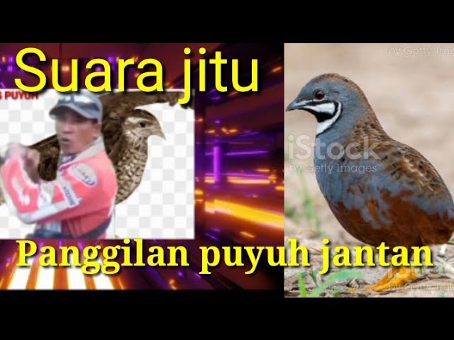 Suara pikatan burung puyuh batu jantan memanggil betina class=