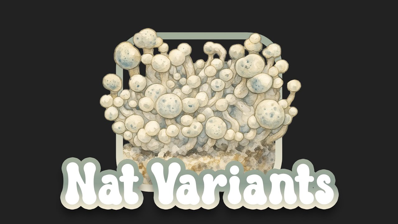 The Genetic Evolution of Psilocybe Natalensis: How It Gave Rise to Yellow Umbo, Allnape & Natal Moon