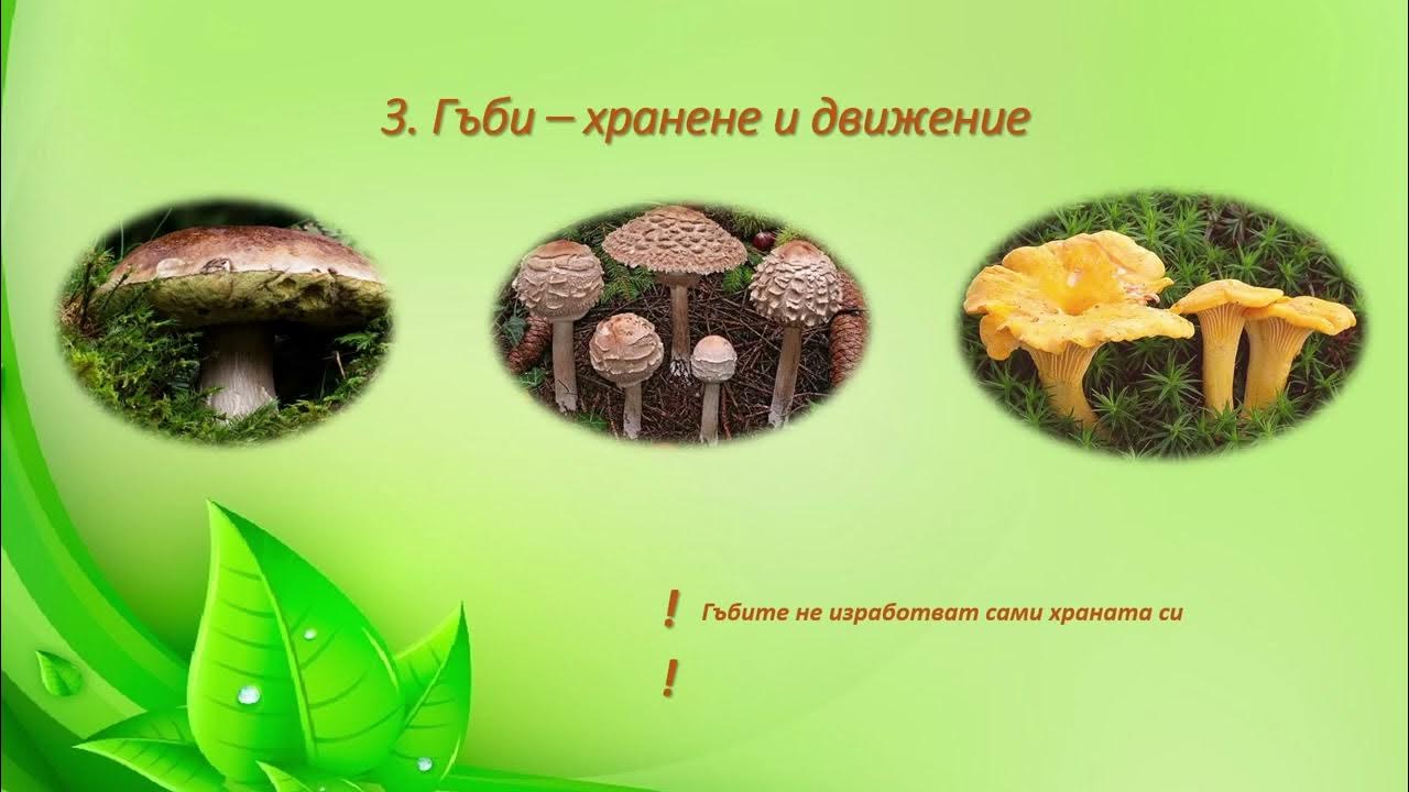 Групи живи организми - YouTube