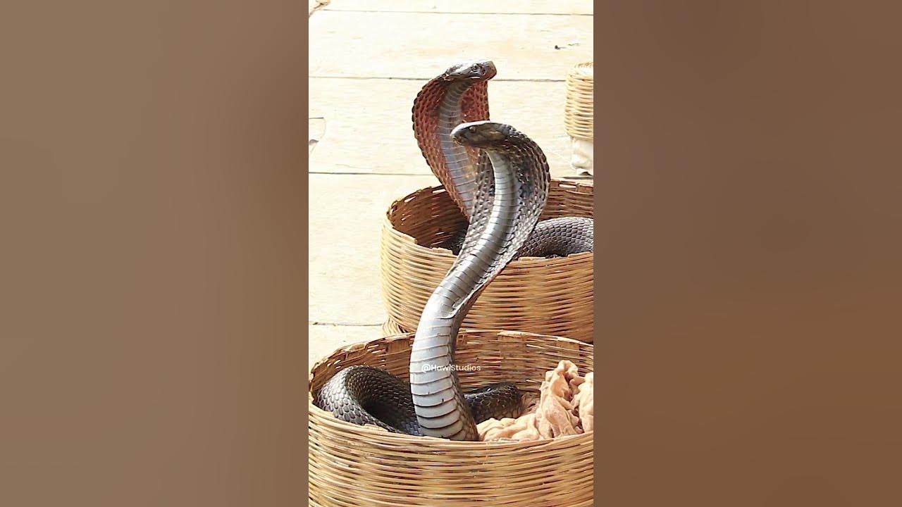 Indian Cobra Snake with charmer #cobra #snake #charmer #wow #music #harp #nature #wildlife HA27991
