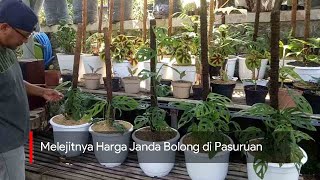 Melejitnya Harga Janda Bolong di Pasuruan