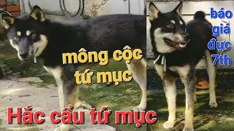 Báo giá đực 7th mông cộc tứ mục hắc cẩu tứ mục