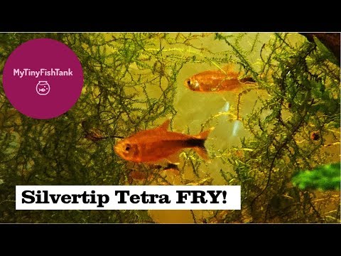 Silvertip Tetra/Hasemania Nana FRY!