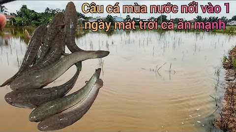 Tập 9 ✅ Câu cá lóc ruộng lúa mùa nước lũ vào 1 ngày mát trời cá ăn liên tục 
