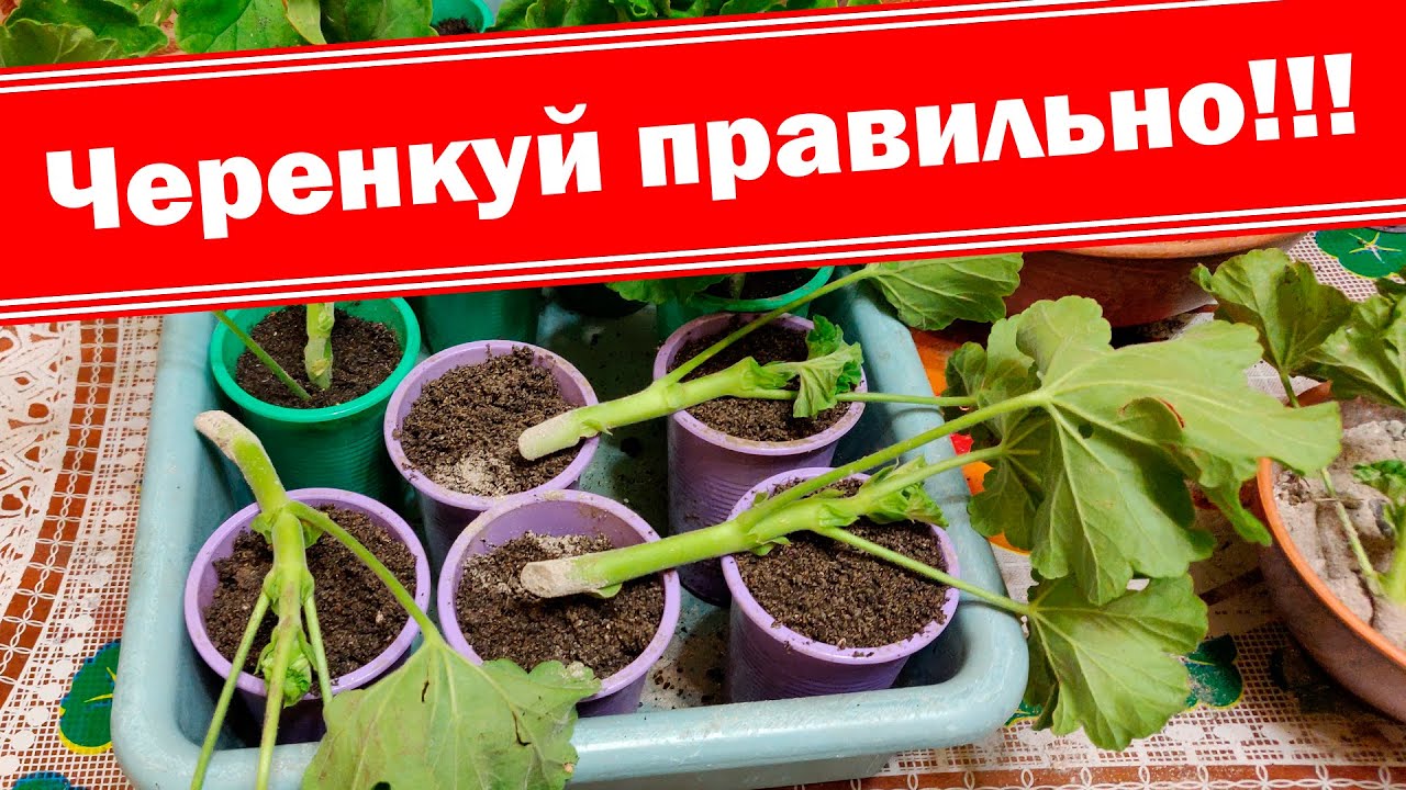 Внимание!!! Не допустите ошибок в черенковании пеларгонии (герани). Осеннее черенкование