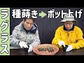ラグラスを初めて種まきしました( 種まきからポット上げまで)