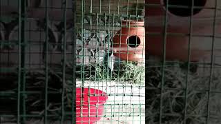 Java bird making nest Profile