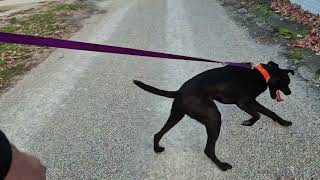  BLACK LAB MIX FIRST REAL WALK. HOW DID HE DO???