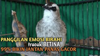 trucuk Betina memanggil jantan, Sangat ampuh untuk Pancingan trucukan gacor agar bunyi EMOSI,