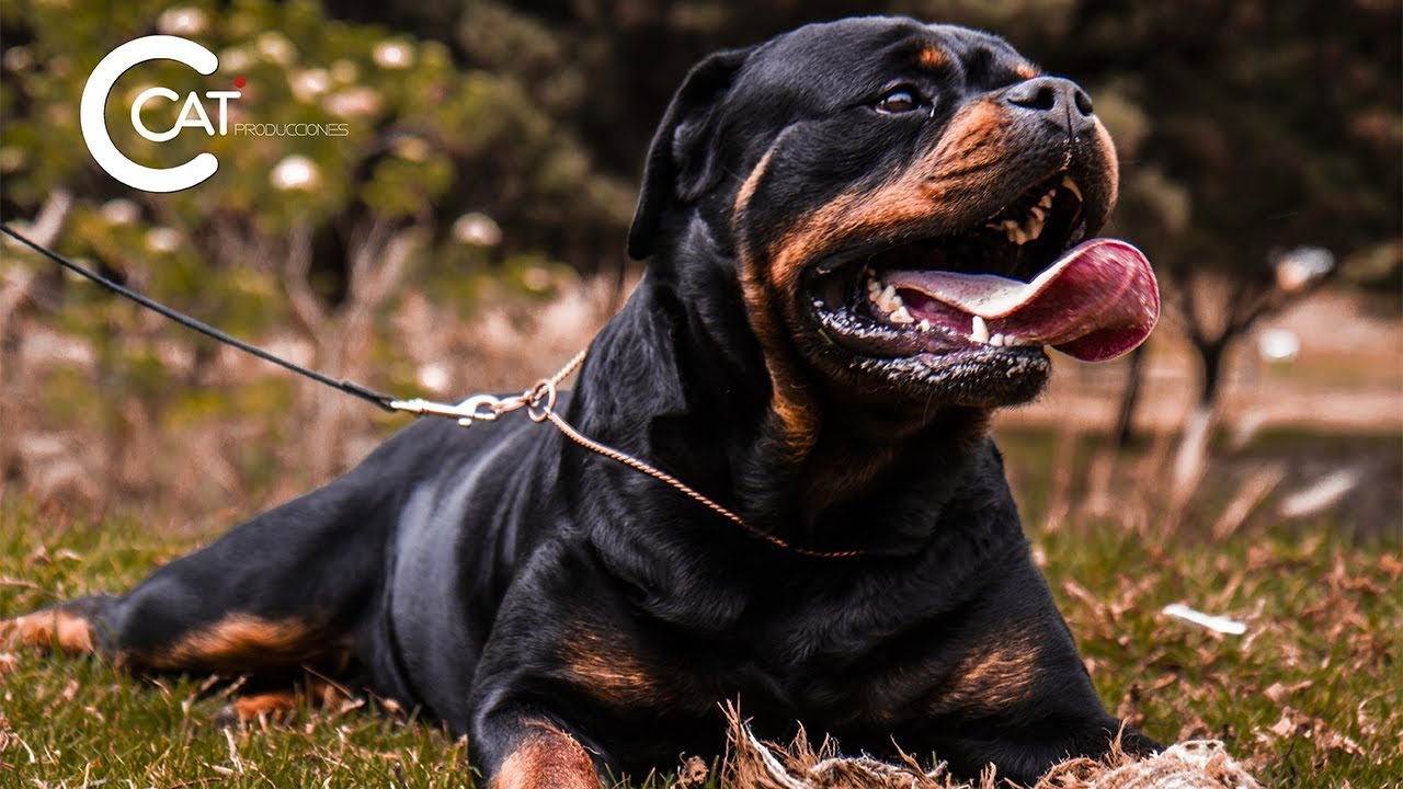 Reportaje a un criador de ROTTWEILERS // Ccat PROD