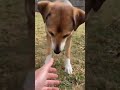 DOG Recognizes owner after not seeing him for MONTHS!!! ❤️✨✨#cutealert  #dogshorts #dogsofyoutube