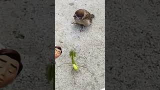 Pajaro Vs Mantis Religiosa