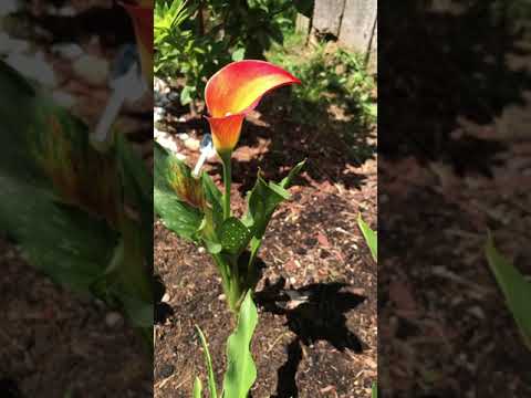 Video: Calla Lily Talvihoito: Calla Liljojen talvihoito