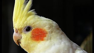 Mafya Babasına Limon A Ev Ziyareti 3. Bölüm