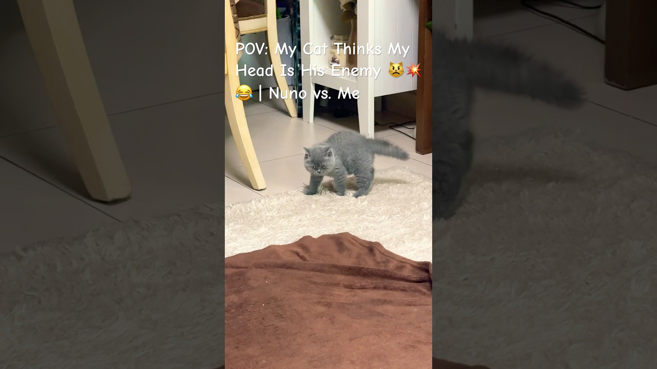 POV: My Cat Thinks My Head Is His Enemy 😾💥😂 | Nuno vs. Me CatAttack  