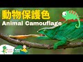 Animal Camouflage in Chinese 動物保護色 | Learn Chinese for Kids, Toddlers &amp; Preschoolers