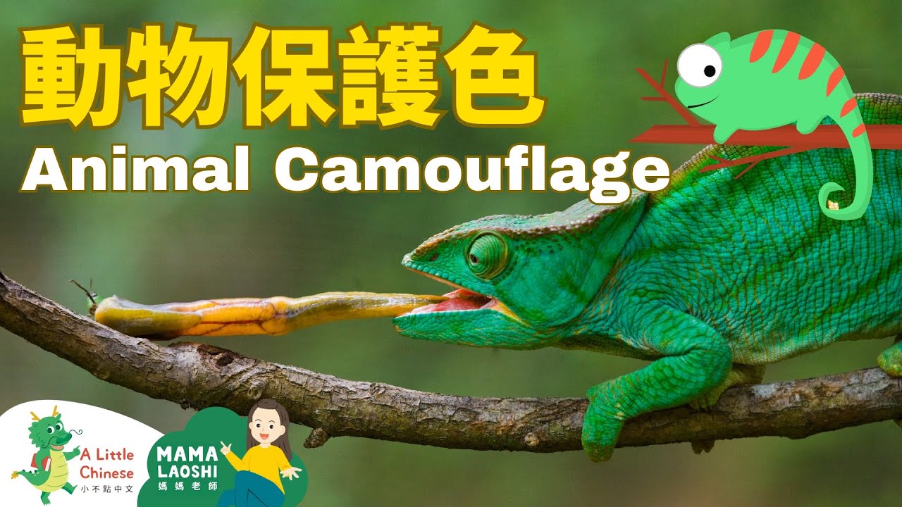 Animal Camouflage in Chinese 動物保護色 | Learn Chinese for Kids, Toddlers & Preschoolers