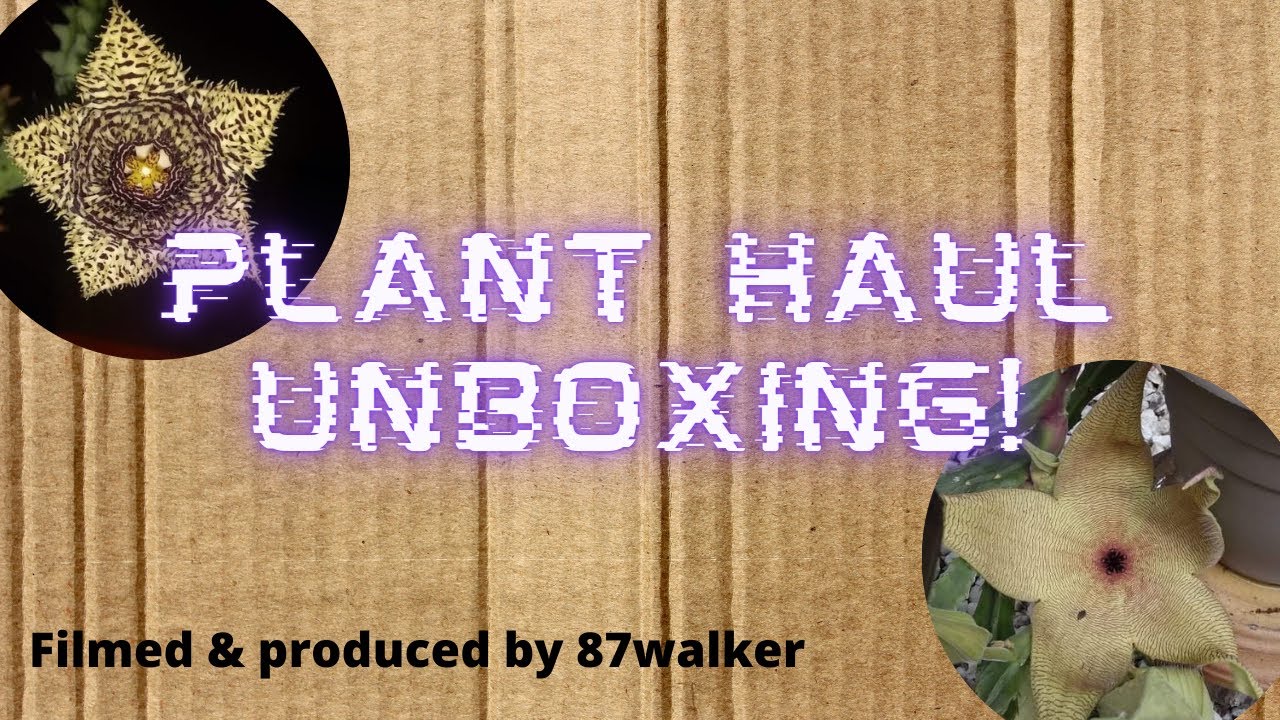Plant Haul! Plant unboxing! Stapelia!
