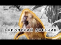 Бабуин «Кровоточащее сердце» - Эфиопский дневник №05