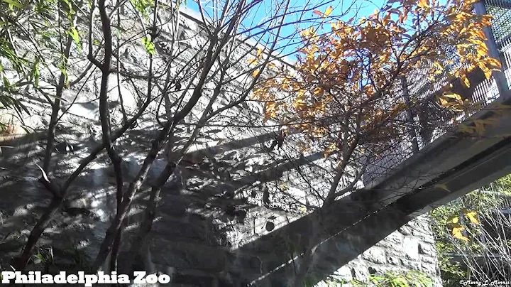 Philadelphia Zoo Big Cat Crossing from a Different Perspective