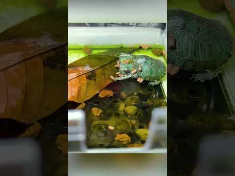 «Двухголовая черепаха, которая не сдавалась»#shorts