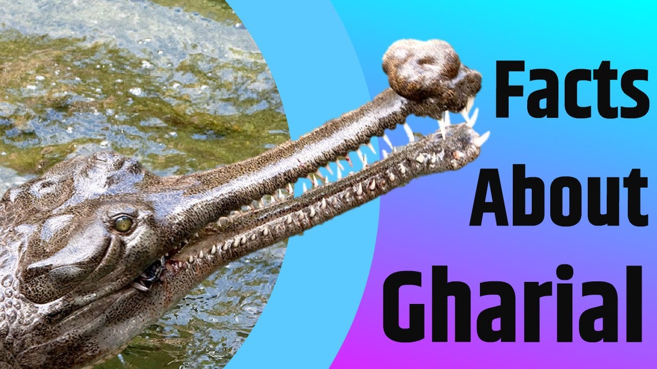 Facts About Gharial The longsnouted Crocodile 2020 YouTube