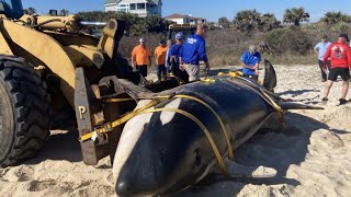 UNFORGETTABLE Orca Rescues: 6 Heartwarming Videos