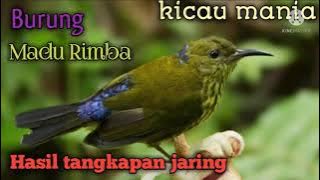 kicau mania//burung madu rimba//kolibri