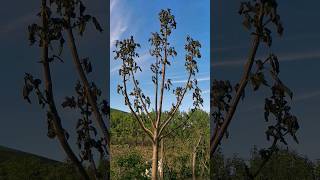 Él Árbol de Paulownia también está afectado por las Heladas  #paulownia #paulowniatomentosa #heladas