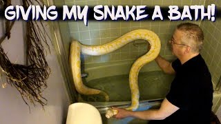 Soaking my 14 foot 60 pound reticulated python!