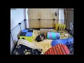 3D-Printed Hidey House for the Guinea Pigs