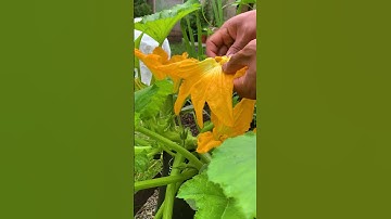 Hand pollinating squash is a useful technique for ensuring good yields