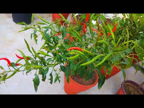 वीडियो: बिना पकाए मीठी मिर्च की पौध कैसे उगाएं