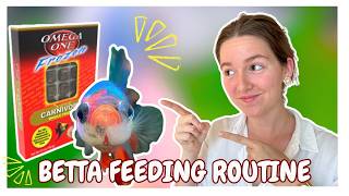 Betta Fish Feeding Routine (How Much, How Often & What to Feed)
