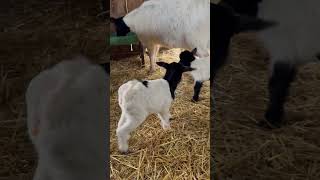 #tango #goat #goats #farming #babygoats