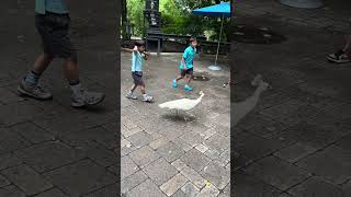 Silas and the peacock