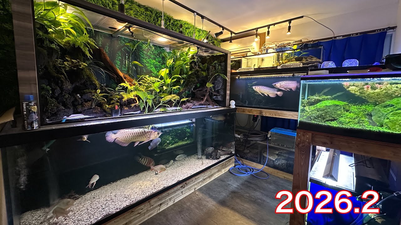 【我が家の水槽部屋】２０２６年2月