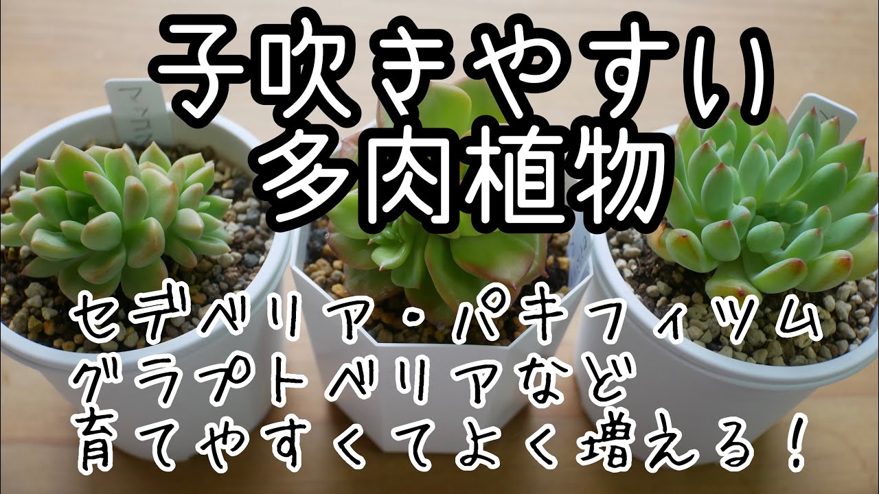 多肉植物・子吹きやすい品種紹介】 - YouTube