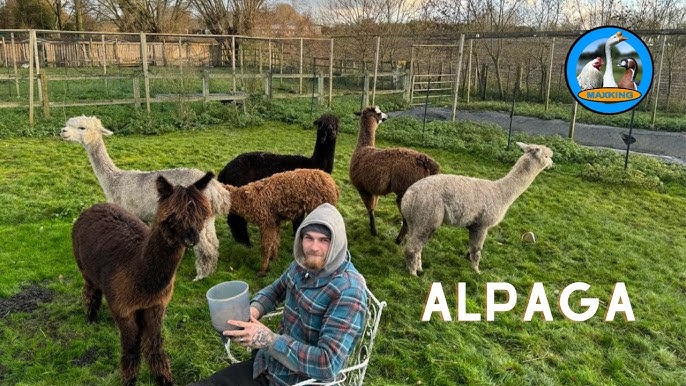 Pica la lana de alpaca? - La maison de l'alpaga