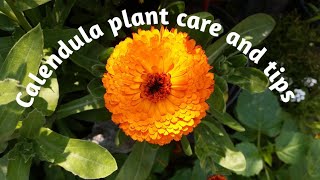 Calendula Plant Care And Tips Ll How To Grow Guleasherfi Ll Winter Flowering Plants Ll Yellow Flower